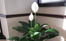 Цветок Спатифиллум – уход в домашних условиях